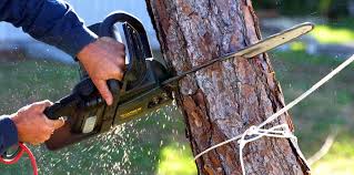 Best Stump Grinding and Removal  in Saw Creek, PA