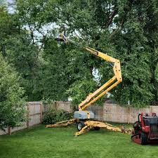 Best Tree Removal  in Saw Creek, PA