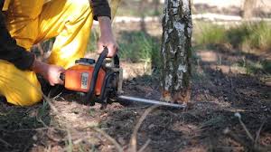 Best Leaf Removal  in Saw Creek, PA