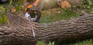 Best Soil Testing and Treatment  in Saw Creek, PA