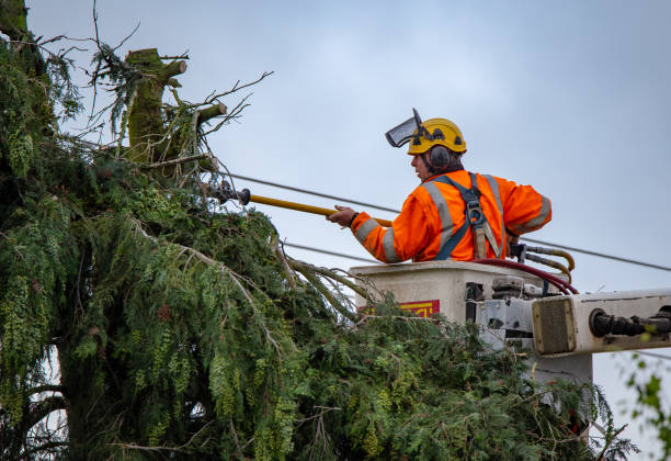 Best Tree Cabling and Bracing  in Saw Creek, PA