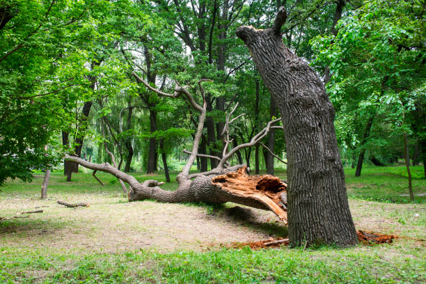 Best Tree Maintenance Programs  in Saw Creek, PA