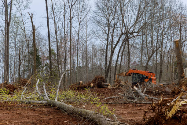 Reliable Saw Creek, PA Tree Care Solutions