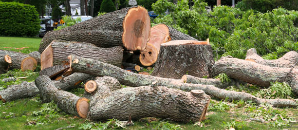 Best Tree Trimming and Pruning  in Saw Creek, PA