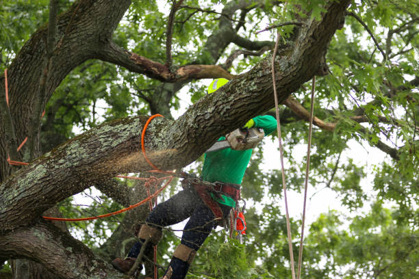 Best Tree Health Inspection  in Saw Creek, PA
