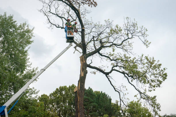 Seasonal Cleanup (Spring/Fall) in Saw Creek, PA